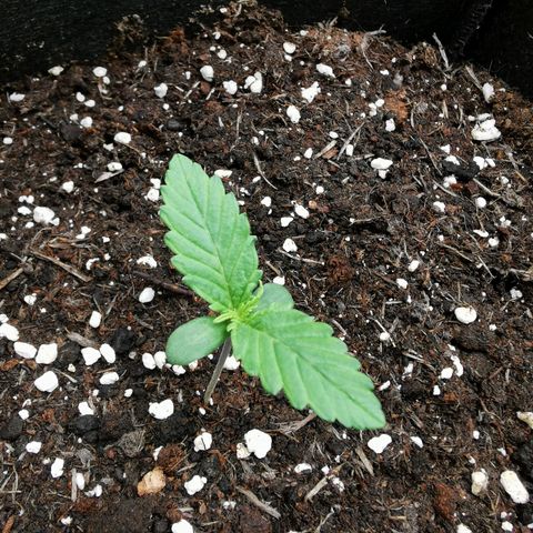 Robocrop growlog timeline photo