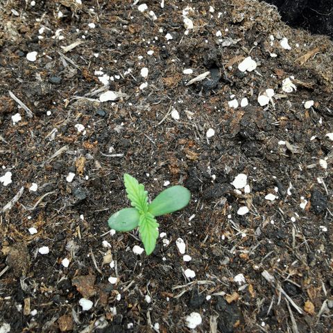Solomatic  growlog timeline photo