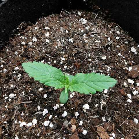 Robocrop growlog timeline photo