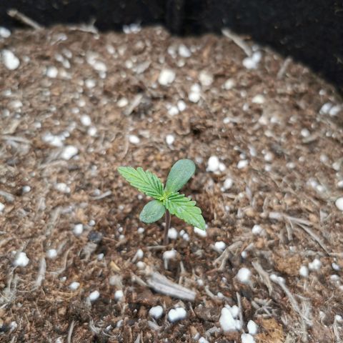 Solomatic  growlog timeline photo