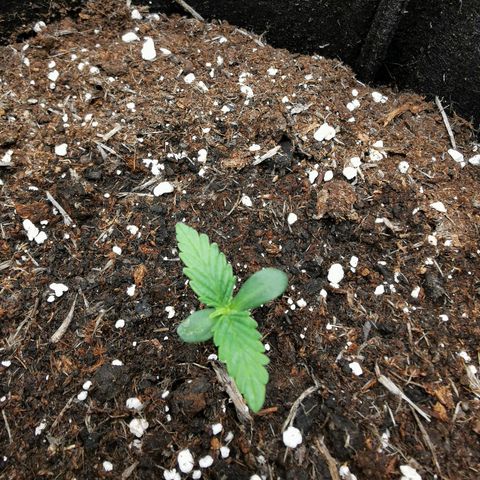 Solomatic  growlog timeline photo