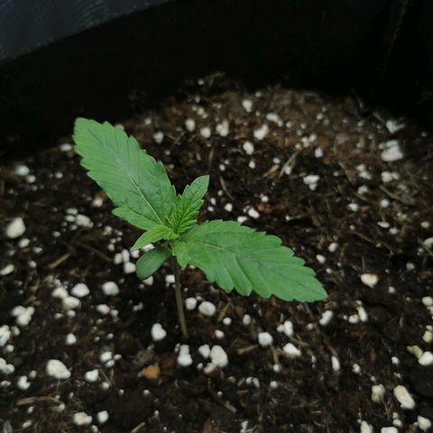 Robocrop growlog timeline photo