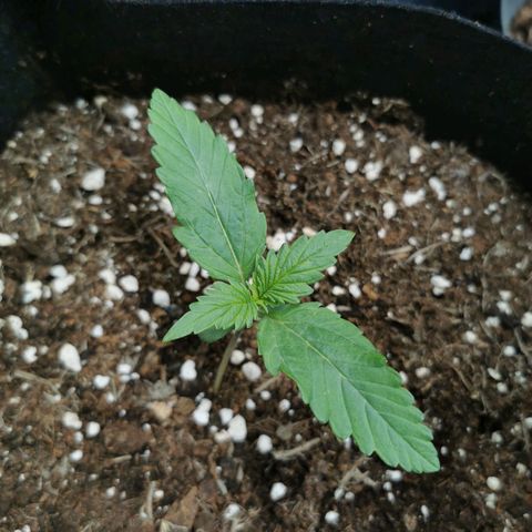 Robocrop growlog timeline photo