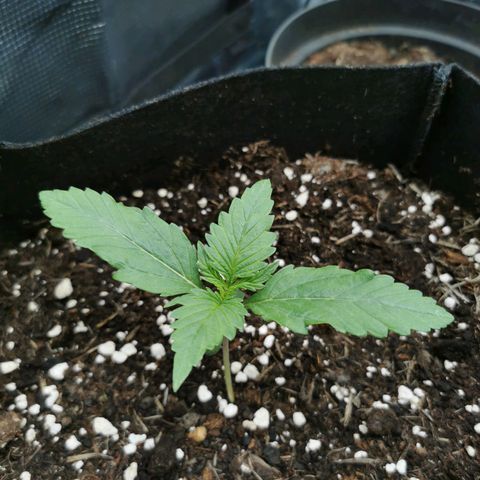 Robocrop growlog timeline photo