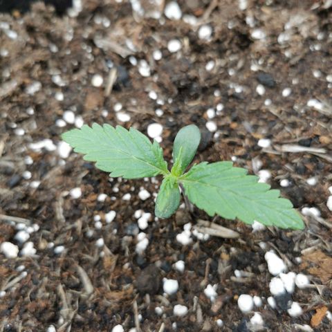 Solomatic  growlog timeline photo