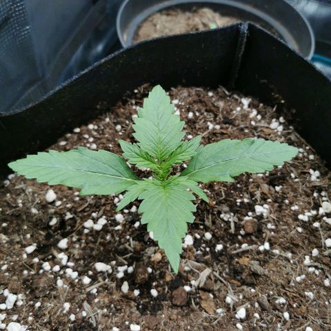 Robocrop growlog timeline photo