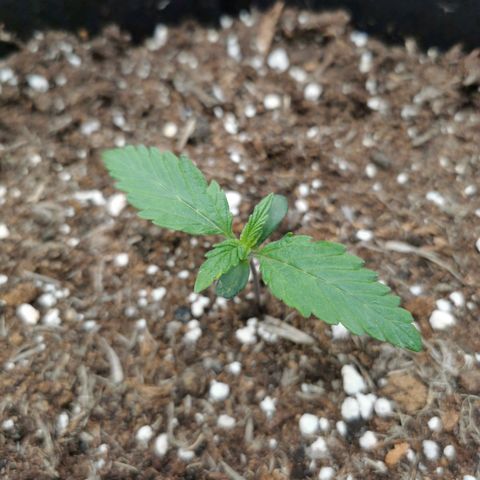 Solomatic  growlog timeline photo