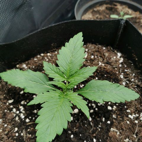 Robocrop growlog timeline photo