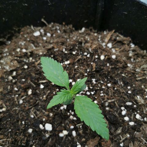 Solomatic  growlog timeline photo