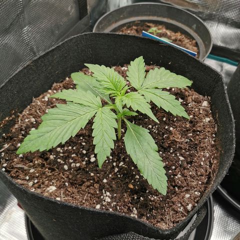 Robocrop growlog timeline photo