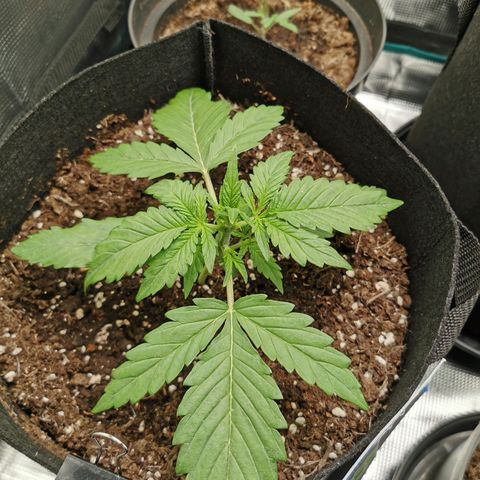 Robocrop growlog timeline photo
