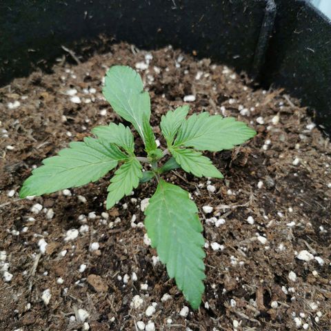 Solomatic  growlog timeline photo