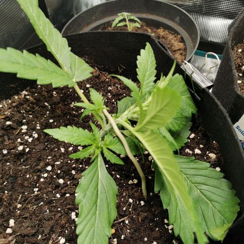 Robocrop growlog timeline photo