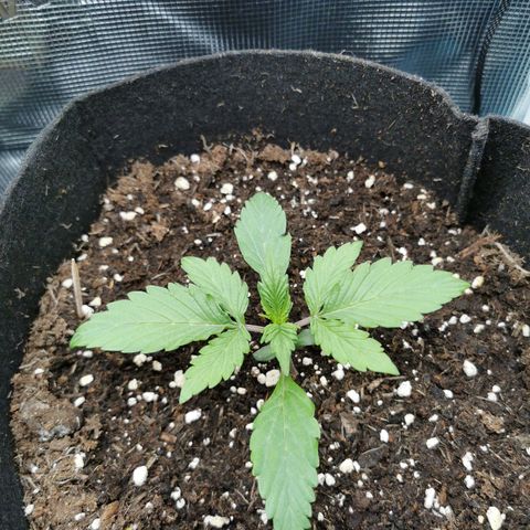Solomatic  growlog timeline photo