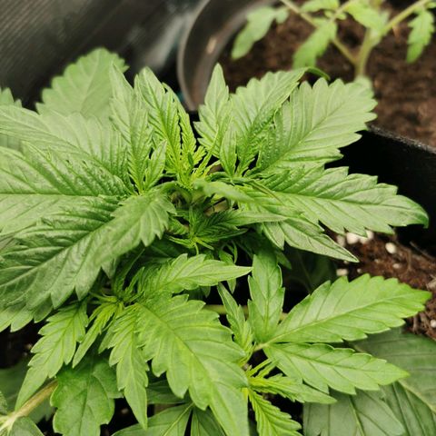 Robocrop growlog timeline photo