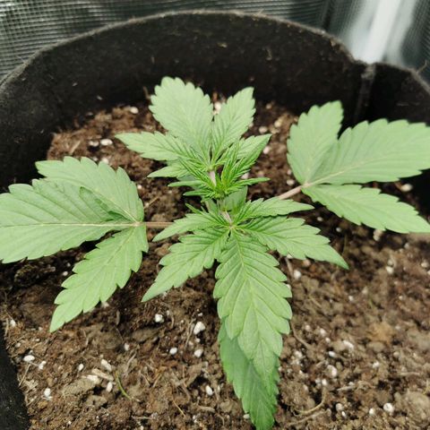 Solomatic  growlog timeline photo