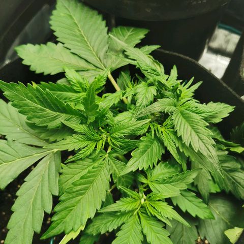 Robocrop growlog timeline photo