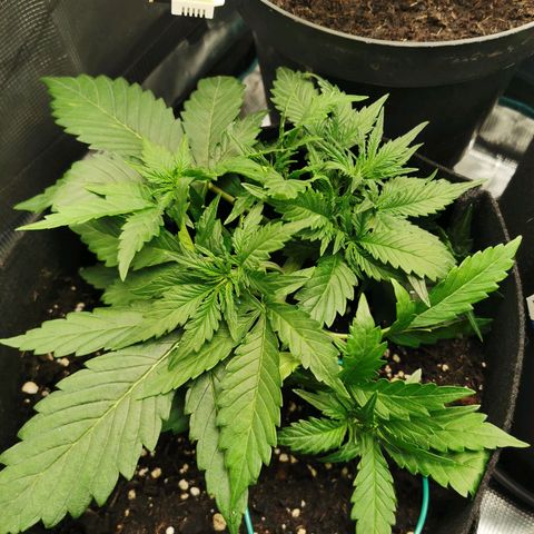 Robocrop growlog timeline photo