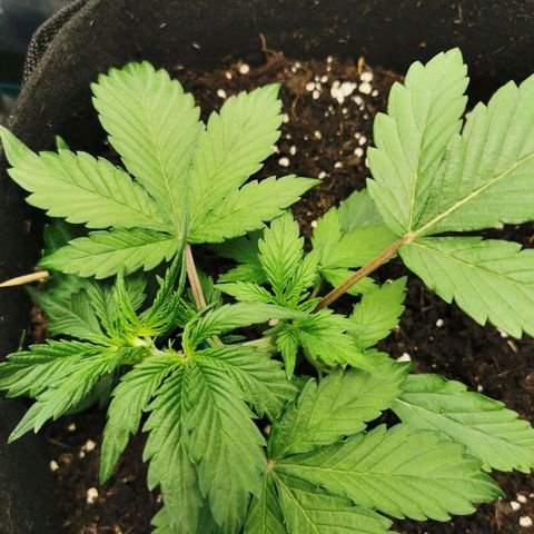 Solomatic  growlog timeline photo