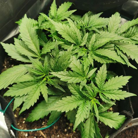 Robocrop growlog timeline photo