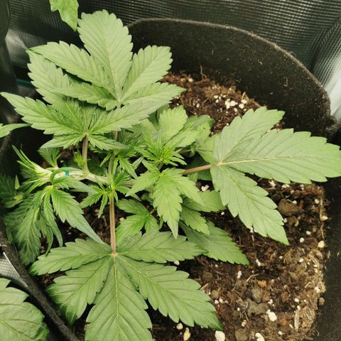 Solomatic  growlog timeline photo