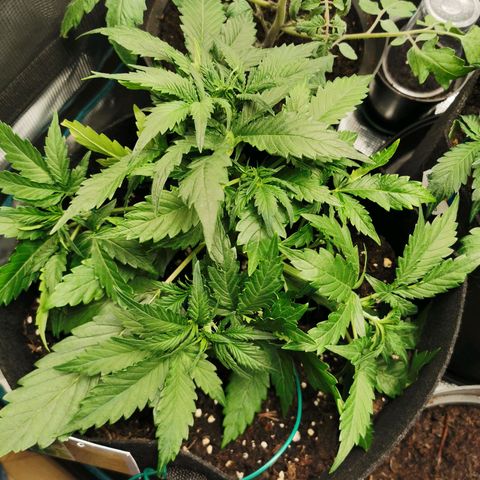 Robocrop growlog timeline photo
