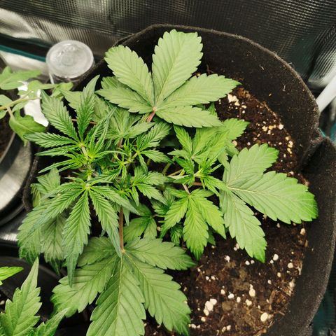 Solomatic  growlog timeline photo