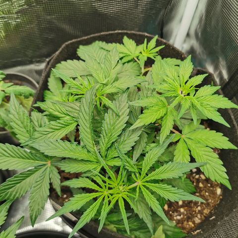 Solomatic  growlog timeline photo