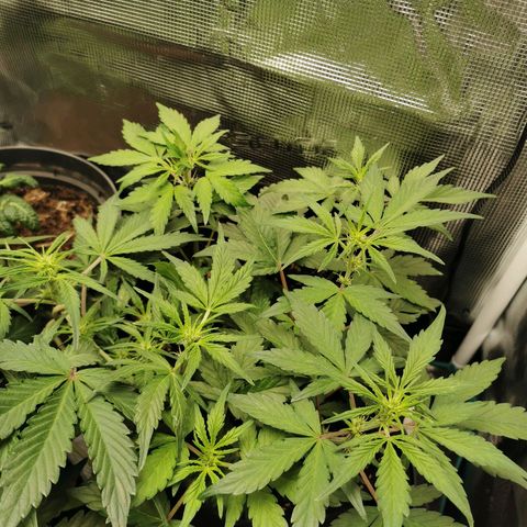 Solomatic  growlog timeline photo