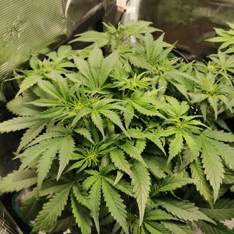 Robocrop growlog timeline photo