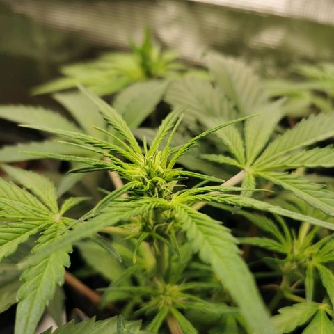 Solomatic  growlog timeline photo