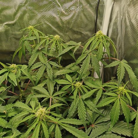 Solomatic  growlog timeline photo
