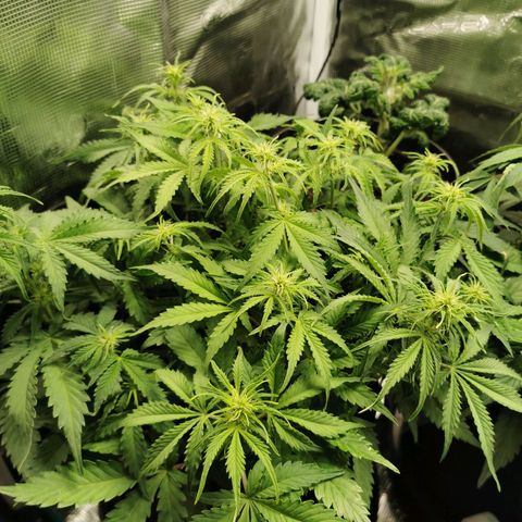 Robocrop growlog timeline photo