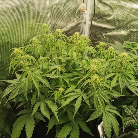 Robocrop growlog timeline photo