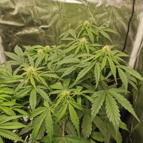 Solomatic  growlog timeline photo