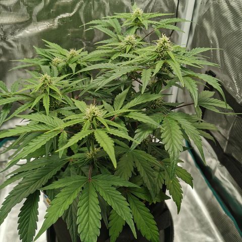 Solomatic  growlog timeline photo