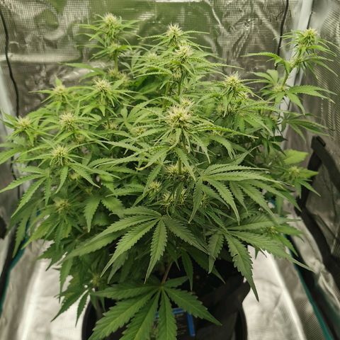 Robocrop growlog timeline photo