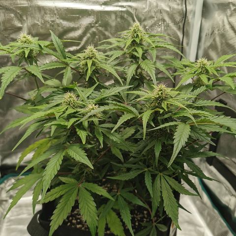 Solomatic  growlog timeline photo