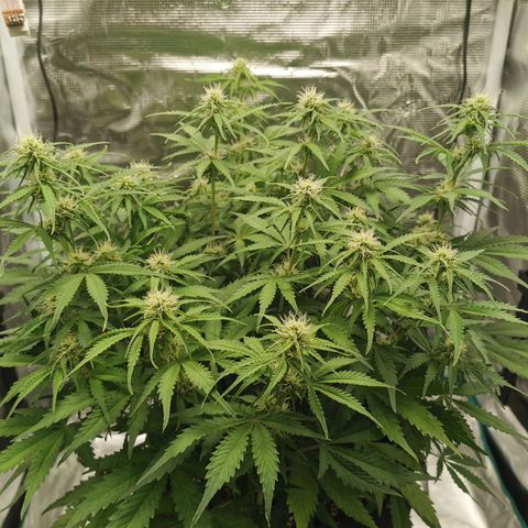 Robocrop growlog timeline photo