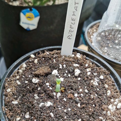 Purplematic CBD growlog timeline photo