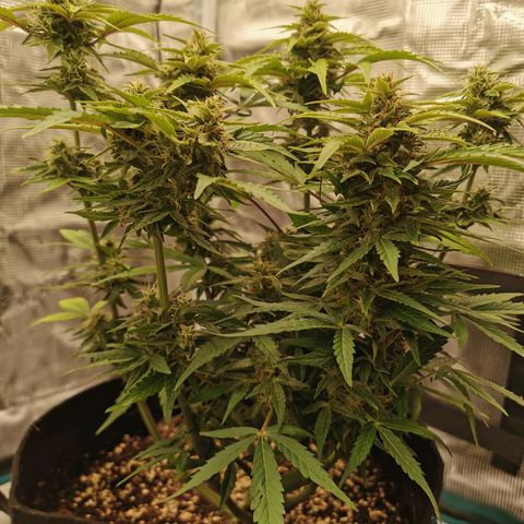 Solomatic  growlog timeline photo