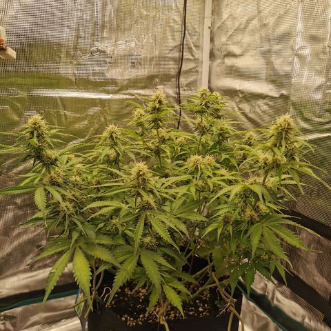 Robocrop growlog timeline photo
