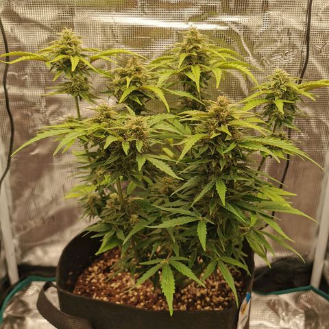 Solomatic  growlog timeline photo