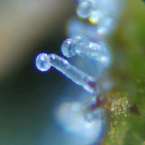 Solomatic  growlog timeline photo
