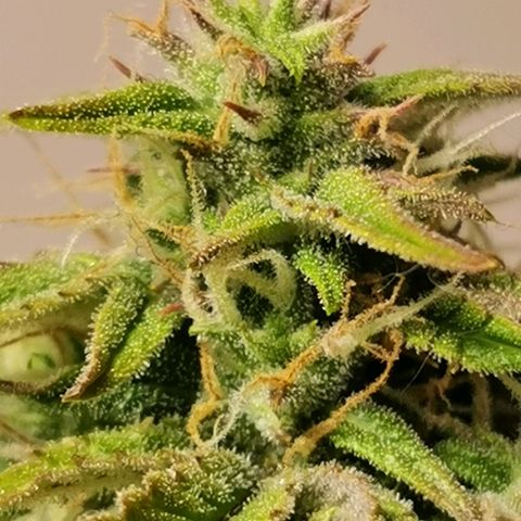 Solomatic  growlog timeline photo