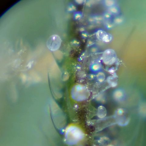 Robocrop growlog timeline photo