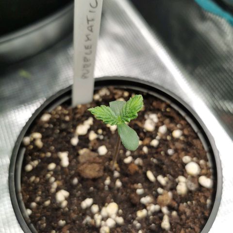 Purplematic CBD growlog timeline photo
