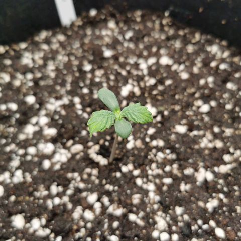 Purplematic CBD growlog timeline photo