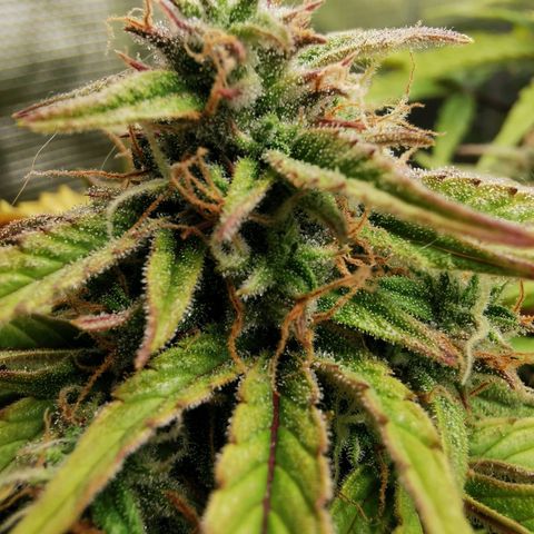 Solomatic  growlog timeline photo
