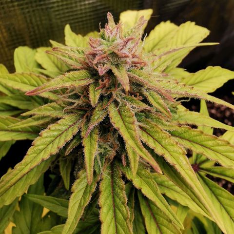 Solomatic  growlog timeline photo